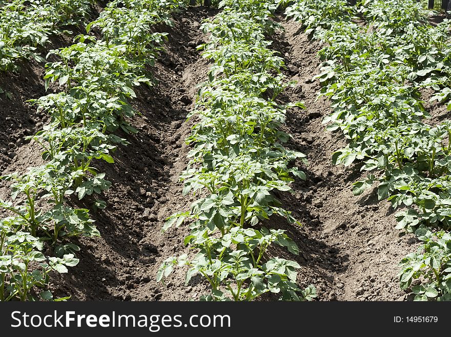 Rural potato field in summer