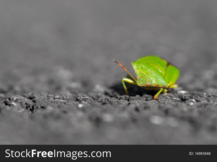 Shield beetle
