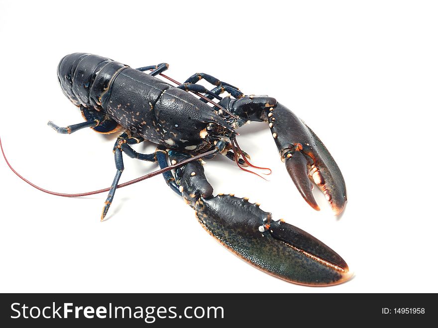 Breton Lobster.