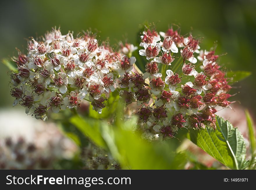 Snowball - Viburnum - Flowers in Detail