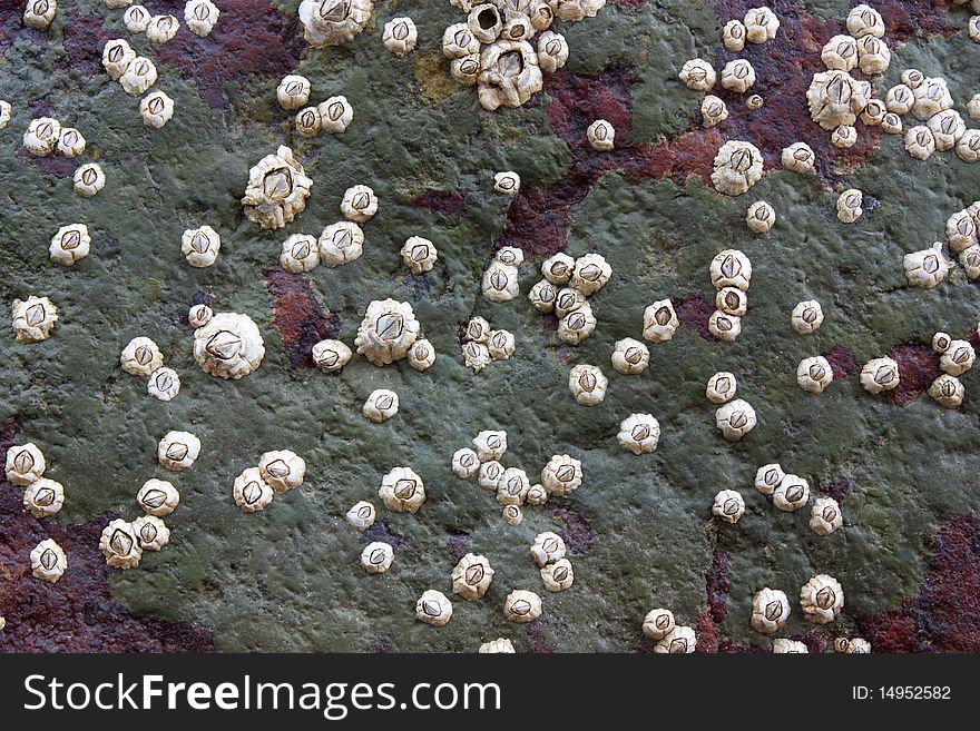 Shells On The Stone.