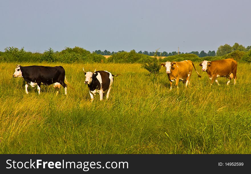 Cows come from pasture