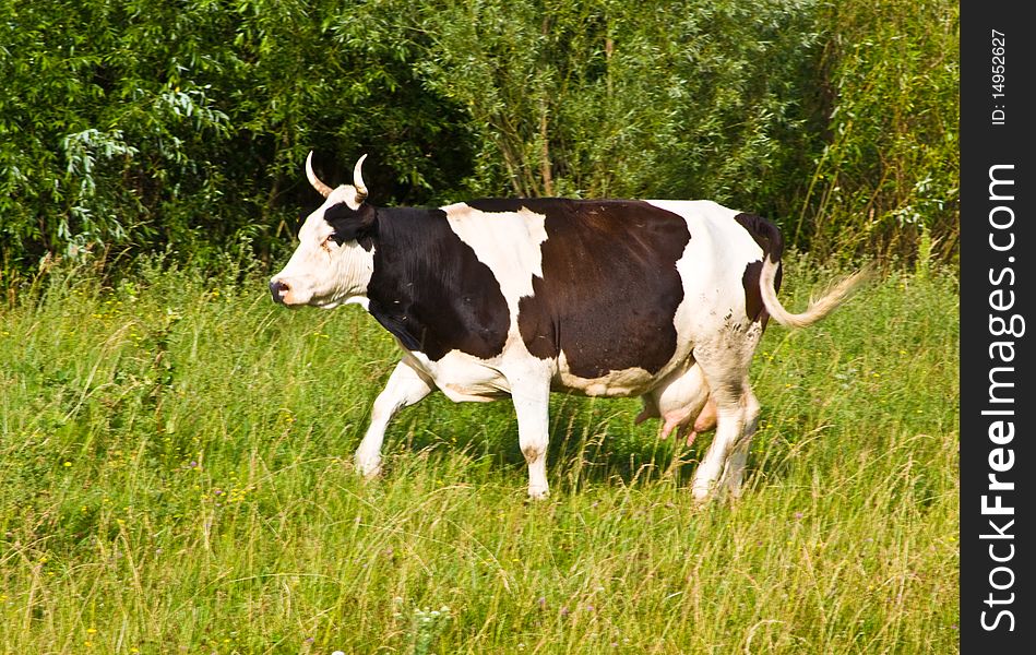 At the cow attacked gadflies and she runs away from the pasture. It can be seen waving its tail. At the cow attacked gadflies and she runs away from the pasture. It can be seen waving its tail.