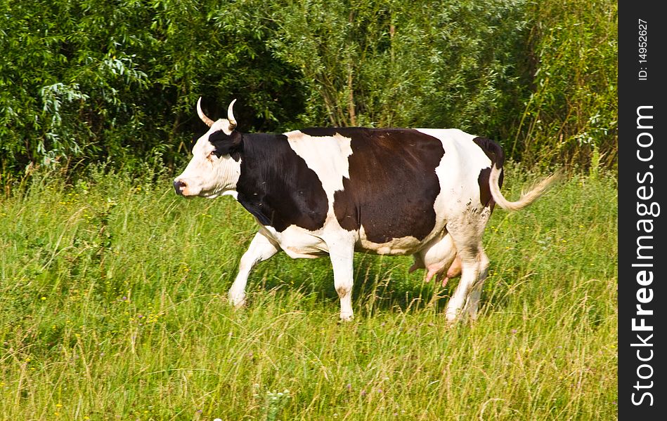 Cow Running Free Stock Images & Photos 14952627
