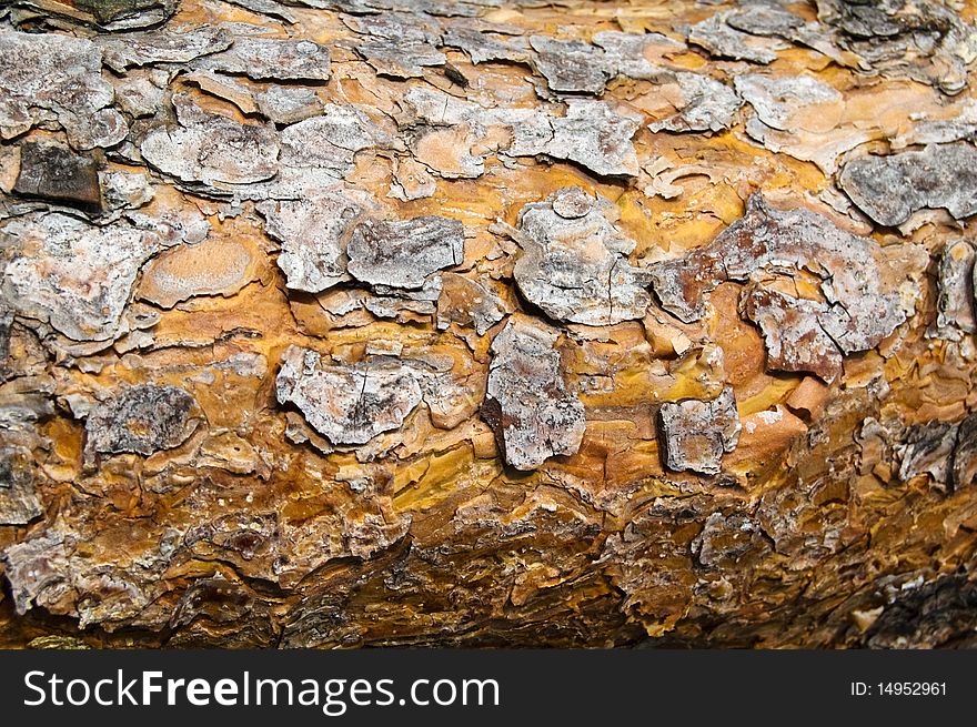 Pine tree bark texture detailed shot. Pine tree bark texture detailed shot.