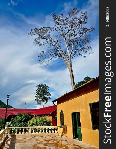 The big tree behind a house