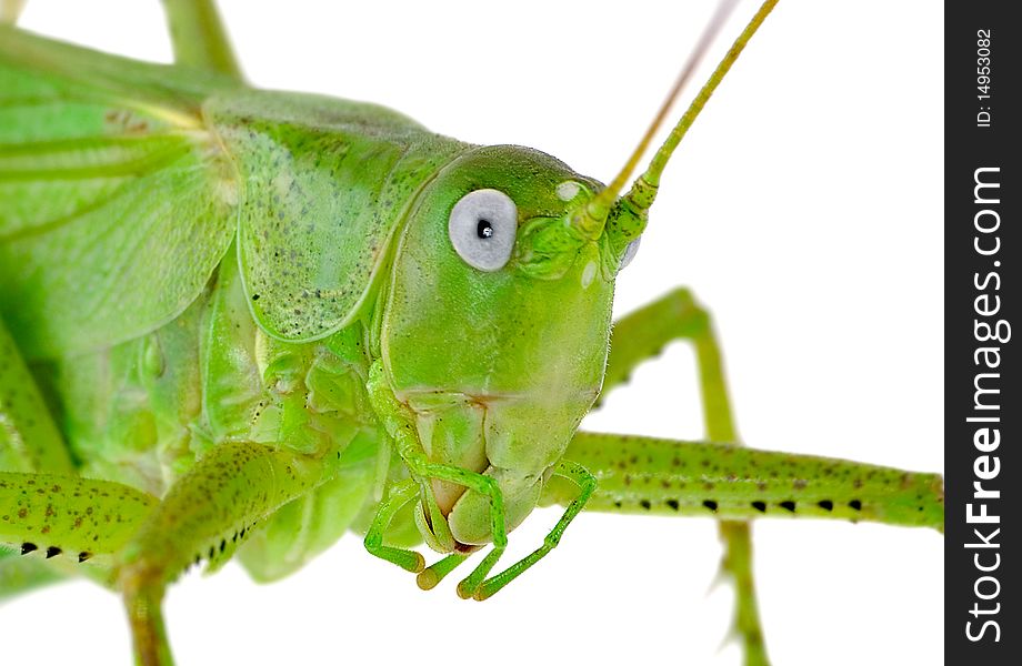 Locust is photographed on the white background