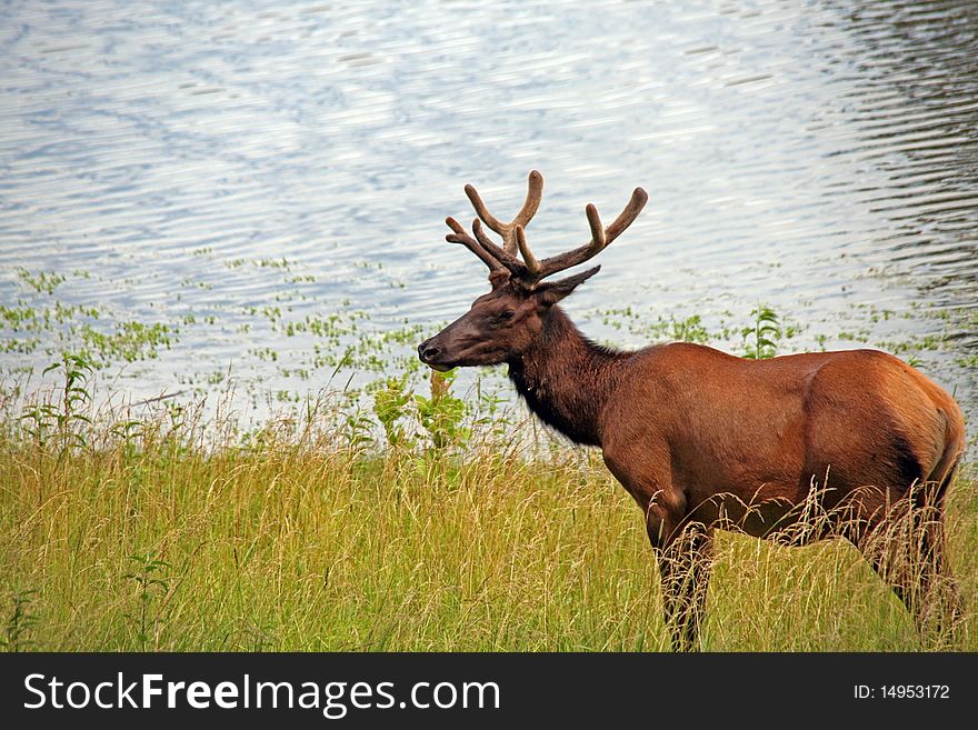 Bull elk with velvet antlers