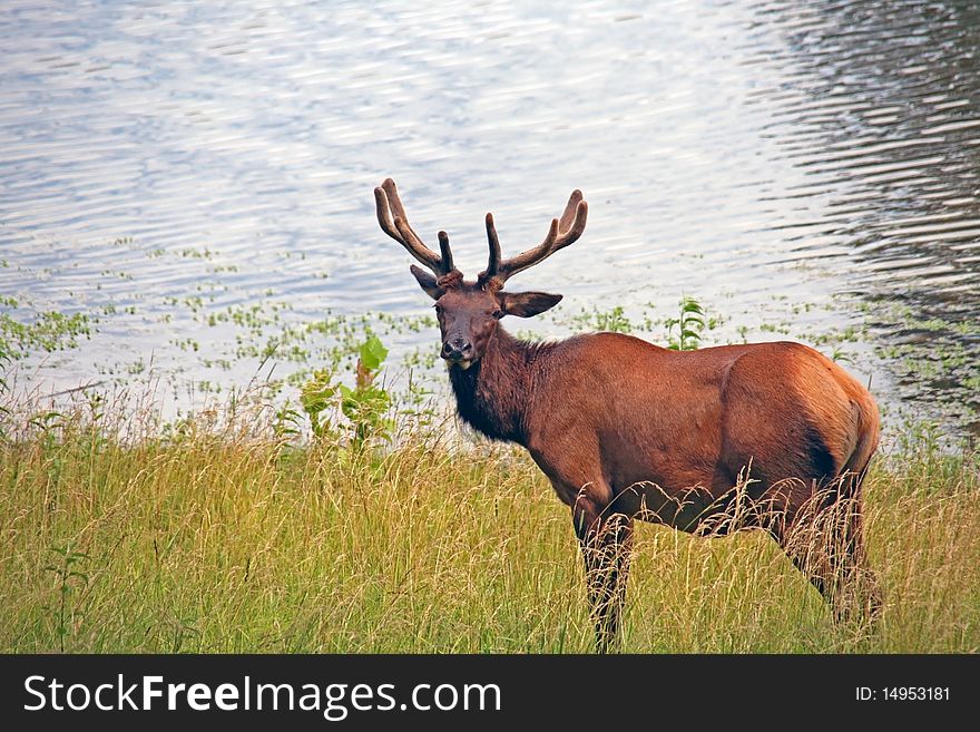 Bull elk with velvet antlers
