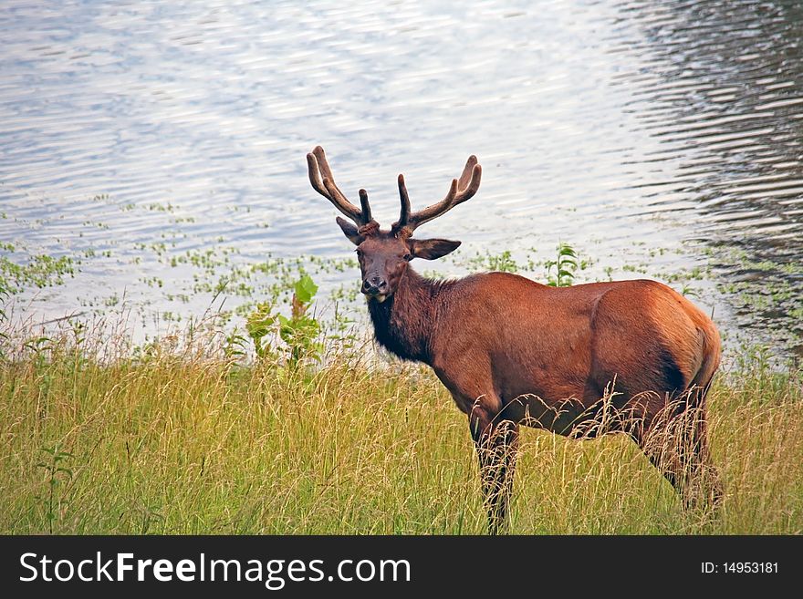 Bull elk