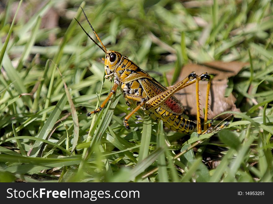 A floridian grasshopper is walking on the grass in Everglades National Park. A floridian grasshopper is walking on the grass in Everglades National Park