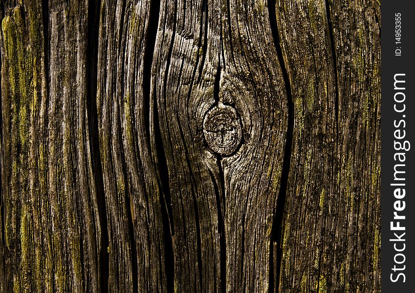 Old tree stump