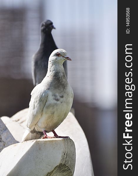 Two pigeons, one in front of another. sitting on a rock.