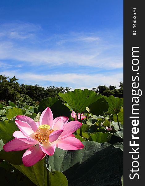 A pink lotus under blue sky in the garden.