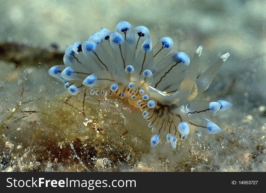 Janolus Cristatus snail searching for food