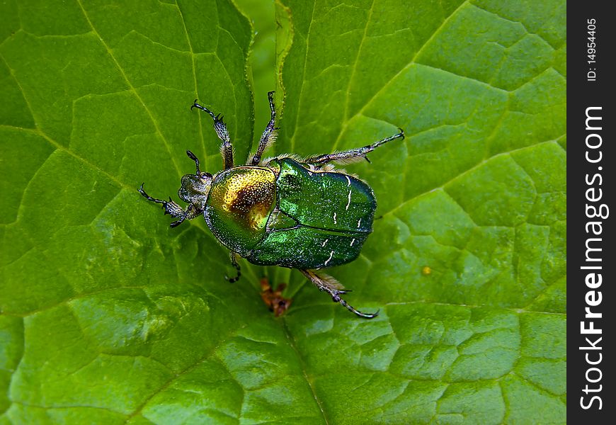 The Flower Chafer On A Leaf