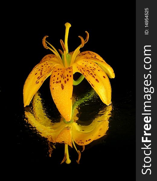 Orange flower on the black background with water drops
