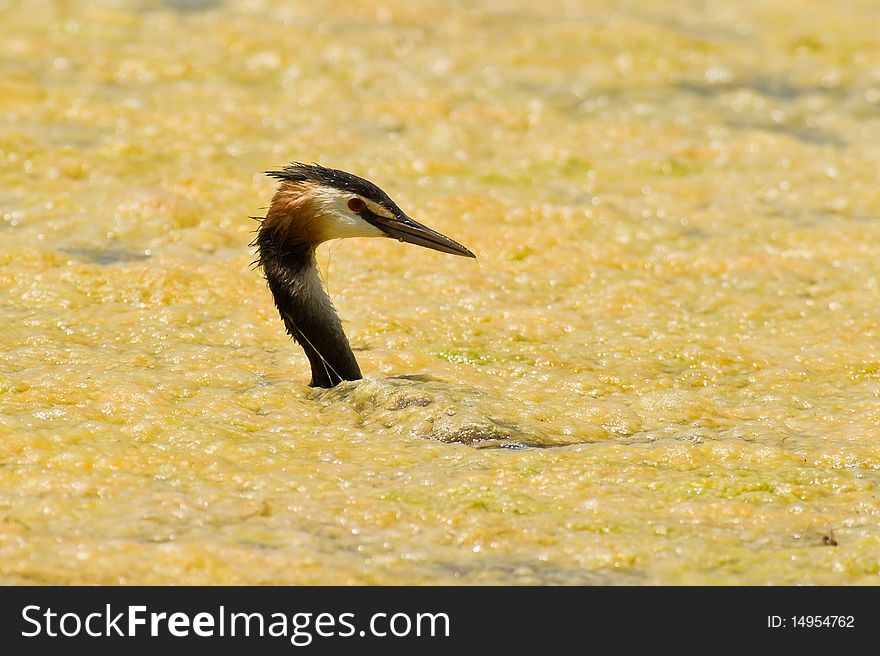 Great Crested Grebe caught in yellow