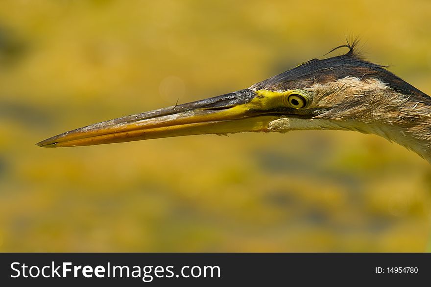 After a long, tenacious and petrified wait, a Purple Heron fixes his cold eyes on his prey: it is a second to strike. After a long, tenacious and petrified wait, a Purple Heron fixes his cold eyes on his prey: it is a second to strike.