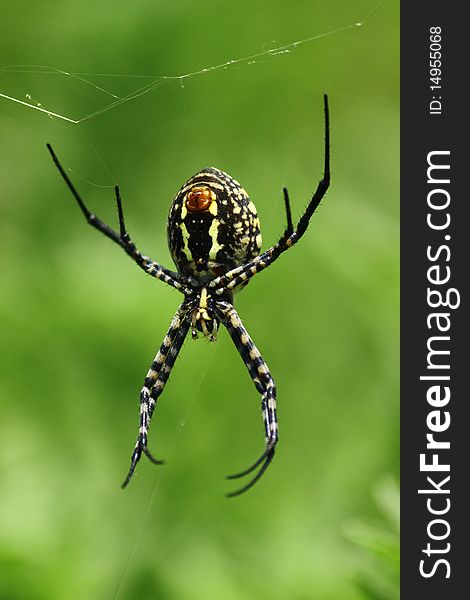 A big creepy looking spider from below on green background. A big creepy looking spider from below on green background.