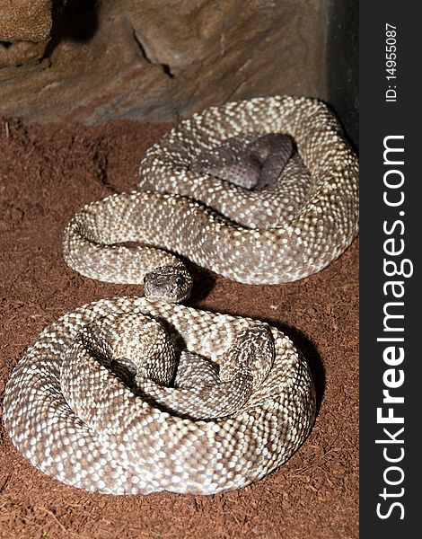 Uracona Rattelsnakes (Crotalus vegrandis)  Pair. Uracona Rattelsnakes (Crotalus vegrandis)  Pair