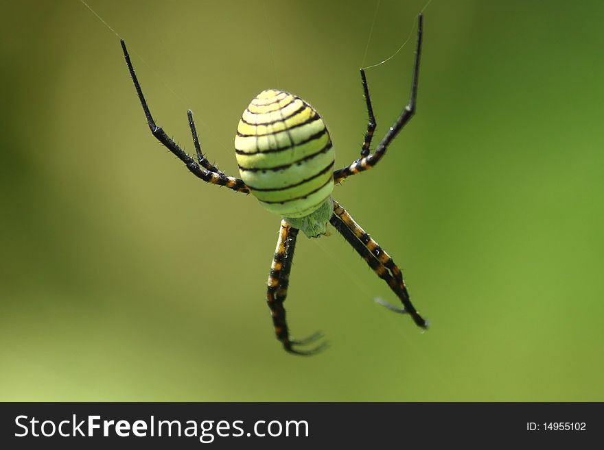 A big creepy looking spider from above on green background. A big creepy looking spider from above on green background.