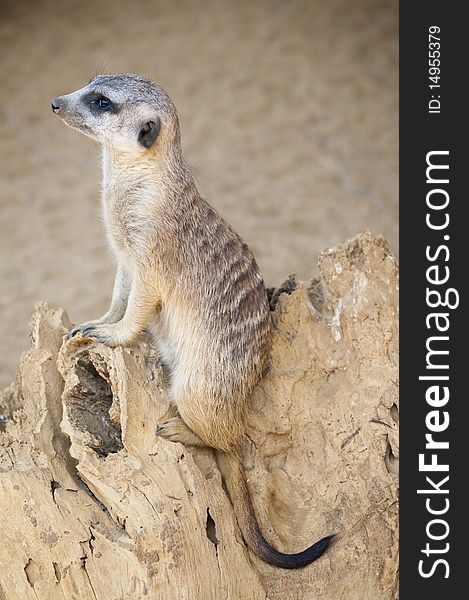 Meerkat (southern African Mongoose)