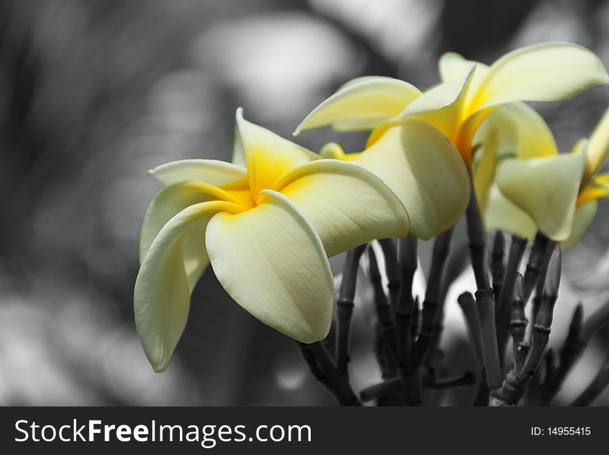 Selective Color Flowers