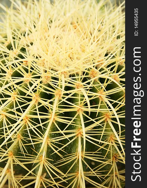 Cactus close up vertical picture.