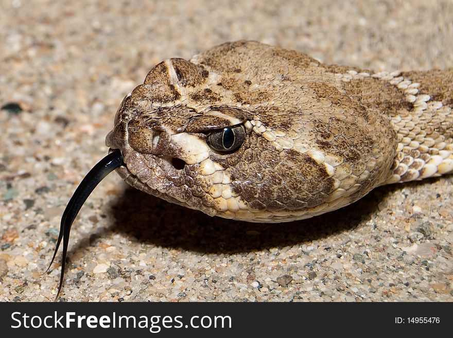 Texas Diamondback Rattlesnake Portrait