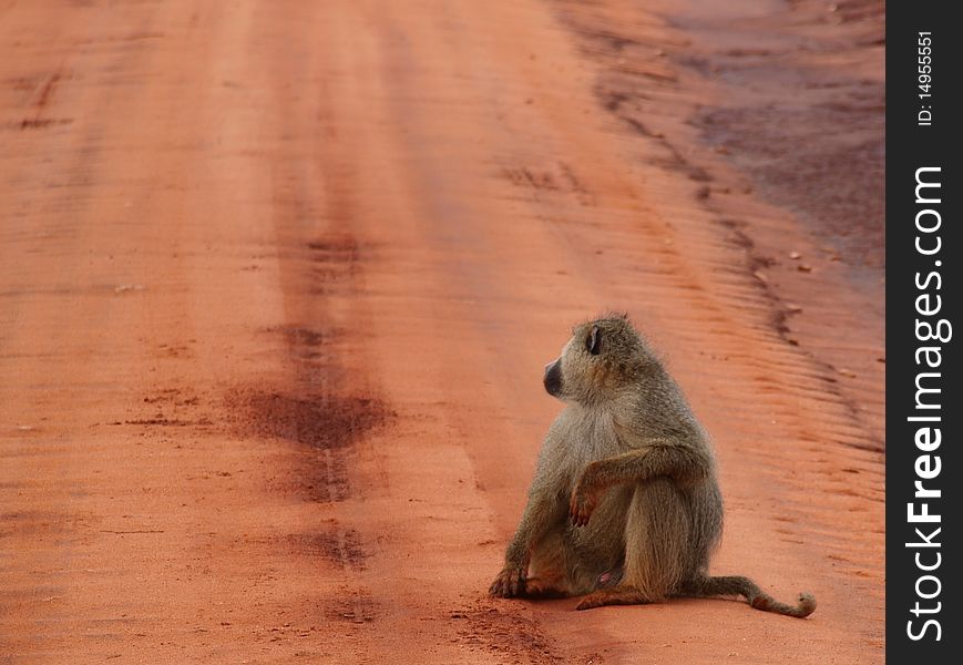 Baboon in Tsavo National Park, Kenya