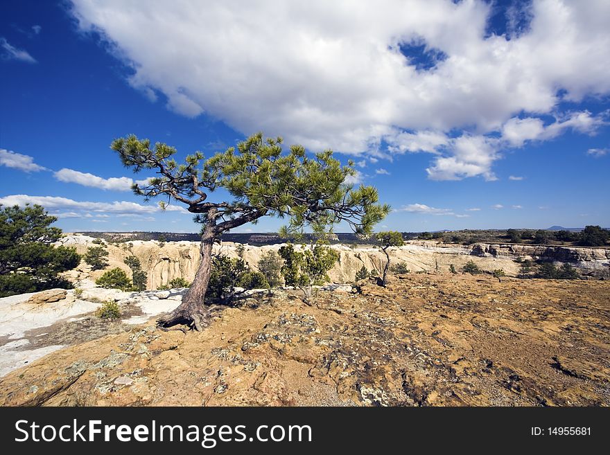 Lonely Tree in El Morro National Monument, New Mexico.