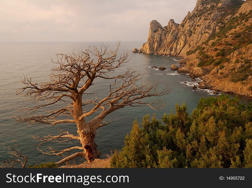 Interestingly tree at sunset in Crimea. Interestingly tree at sunset in Crimea...