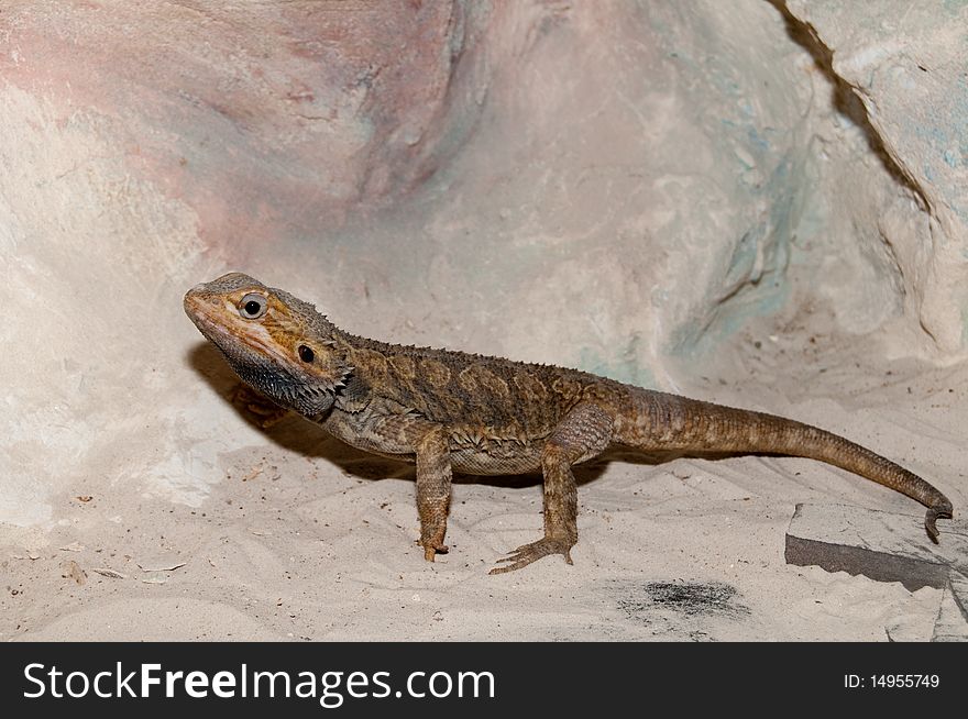 Agama or Bearded Dragon (Pogona vitticeps)