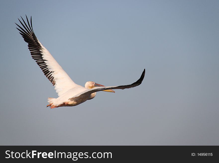 Pelican in the sky, flying alone in the Danube Delta. Pelican in the sky, flying alone in the Danube Delta