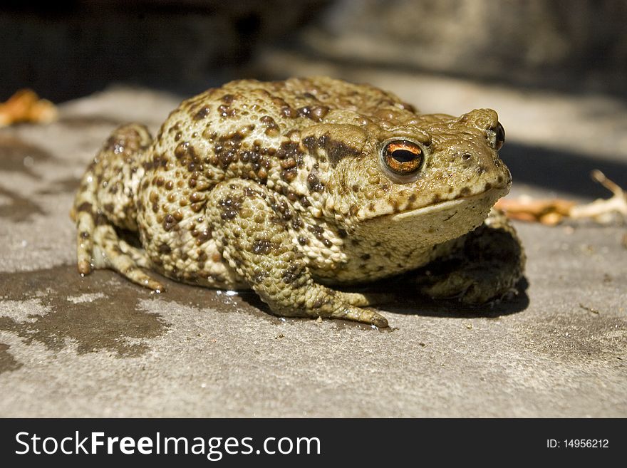 Wet toad preparing to jump