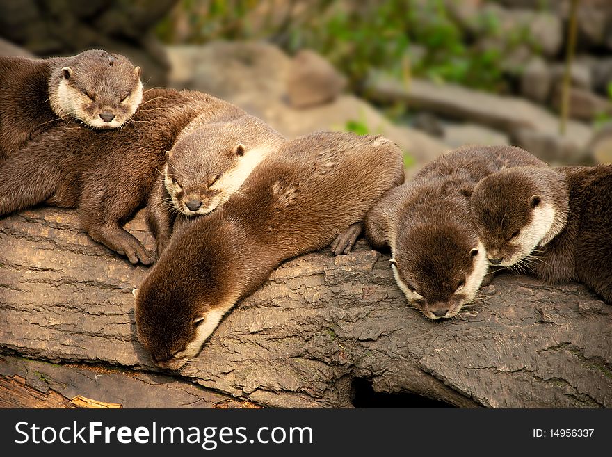 Five otters resting on a tree trunk. Five otters resting on a tree trunk.