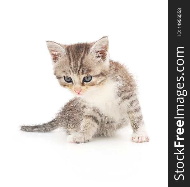 Gray kitten on a white background