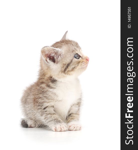 Gray kitten on a white background