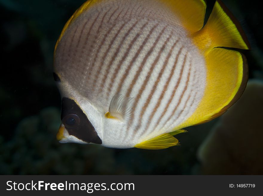 Panda Butterflyfish swimming on coral reef in Indonesia