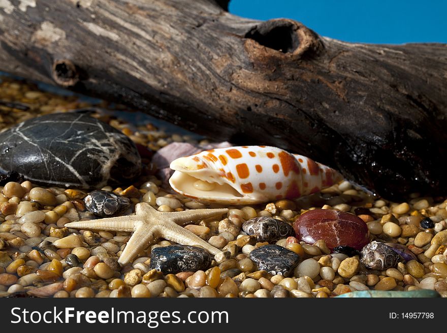 Pebble Beach scene with shells and stones with log