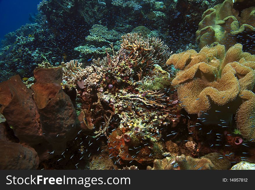 Coral reef in Indonesia in the Lembah Strait. Coral reef in Indonesia in the Lembah Strait