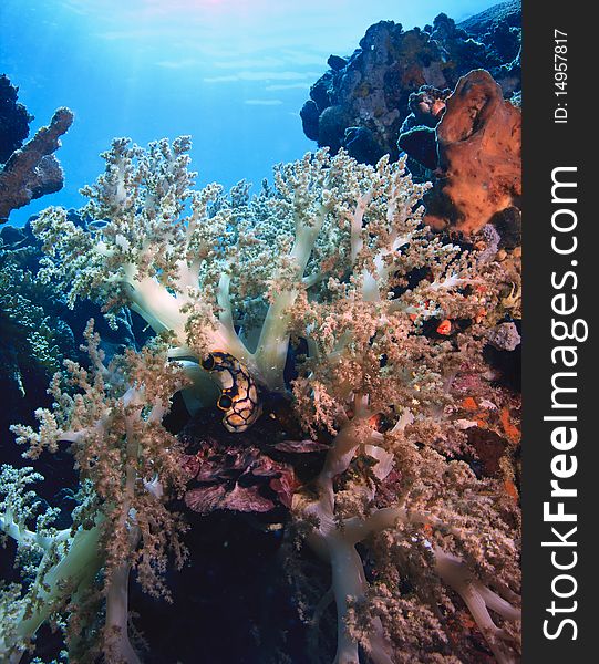 Coral reef in Indonesia in the Lembah Strait. Coral reef in Indonesia in the Lembah Strait