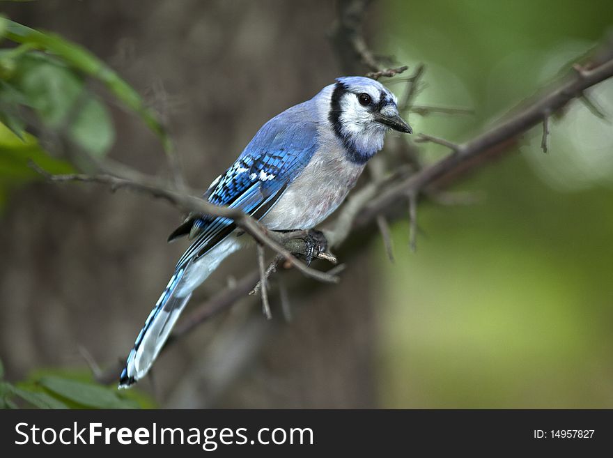 Blue Jay young bird perched on branch in central park in the early morning