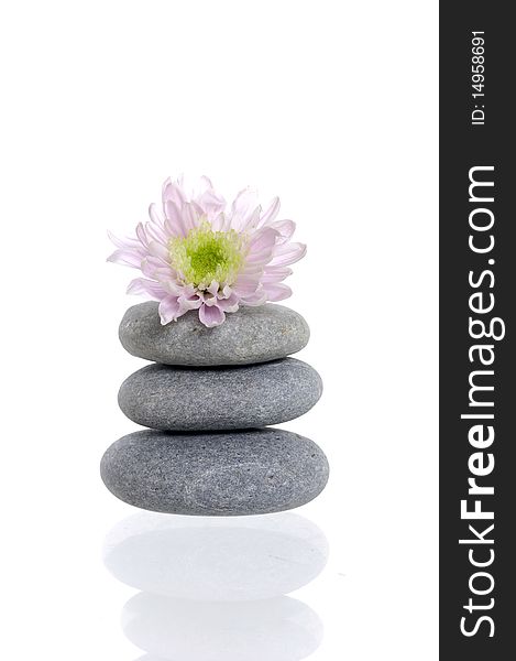 Stack with pink daisy on white background. Stack with pink daisy on white background