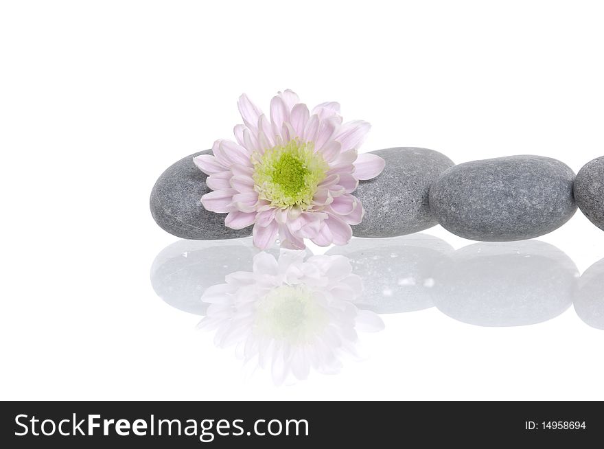 Pile of gray stones and flower with reflection. Pile of gray stones and flower with reflection