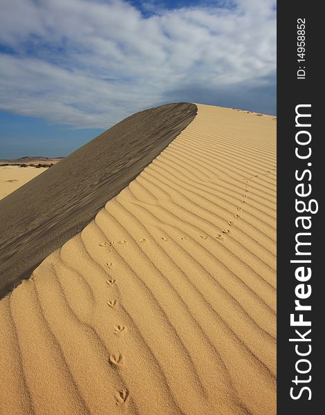 Bird Steps on Sand Dune