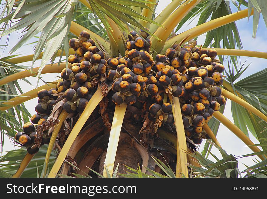 The picture of antient cambodian palm fruits. The picture of antient cambodian palm fruits