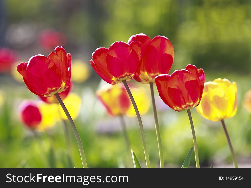 Red And Yellow Tulips