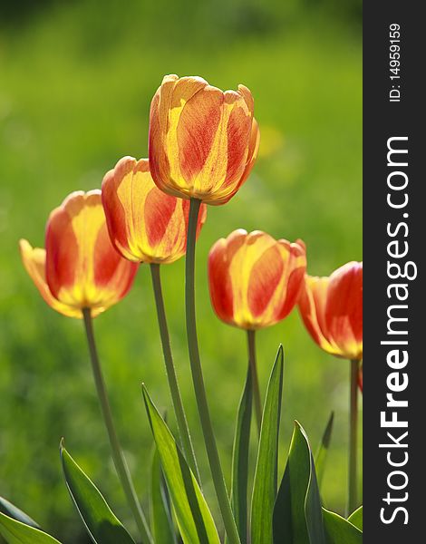 Red and yellow tulips over green background